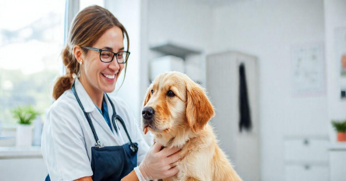 Clínica Veterinária Popular: Cuidados Acessíveis para Pets