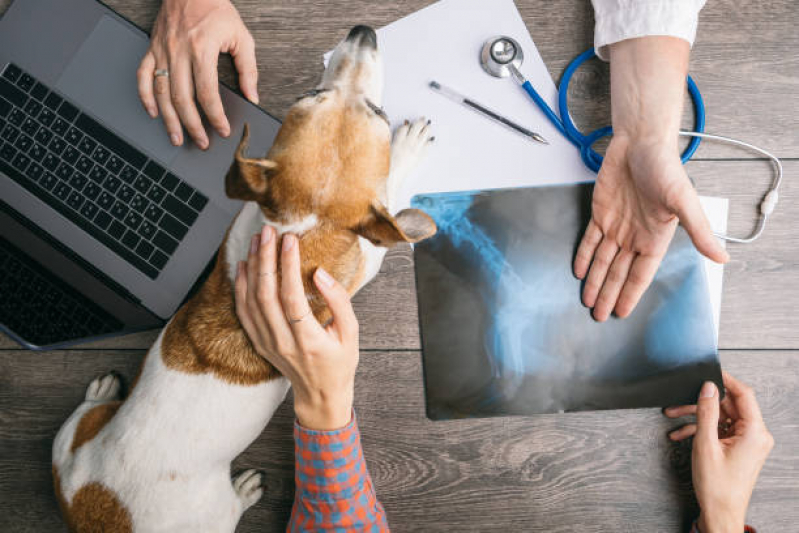 Agendamento de Exame de Laboratório para Animais Mallet, Paciência - Exame de Sangue para Gato