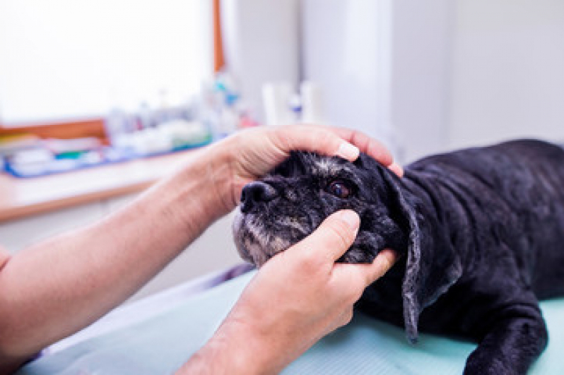 Agendamento de Exame de Sangue para Pet Inhoaíba, - Exame de Laboratório para Animais