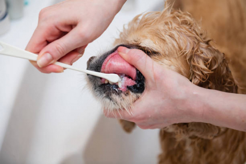 Agendamento de Exame para Animais Deodoro - Exame de Sangue para Pet