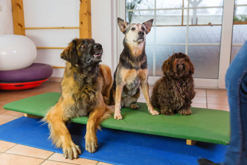Agendamento de Fisioterapia para Animais de Pequeno Porte Campo Grande - Fisioterapia para Cães