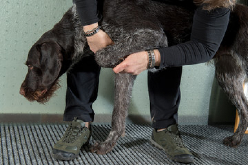 Agendamento de Fisioterapia para Cachorro de Médio Porte Barra de Guaratiba - Fisioterapia para Gato