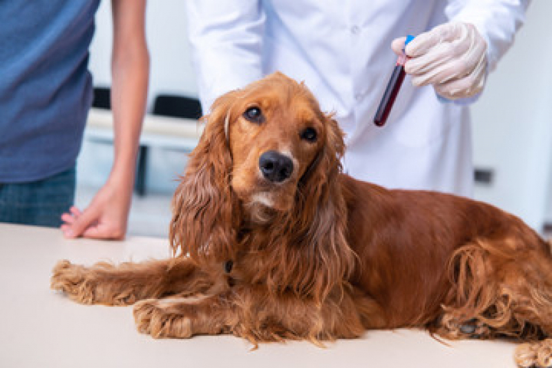 Agendamento de Radiologia Veterinária Mallet, Paciência - Exame de Sangue para Pet