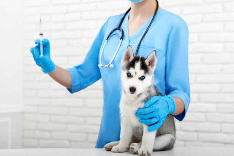 Aplicação de Vacina Antirrábica Animal Jacarepaguá - Vacina de Raiva para Gatos