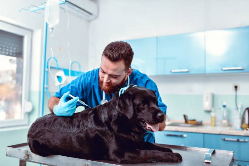 Aplicação de Vacina Antirrábica para Cães Mallet, Paciência - Vacina contra Raiva para Cachorro