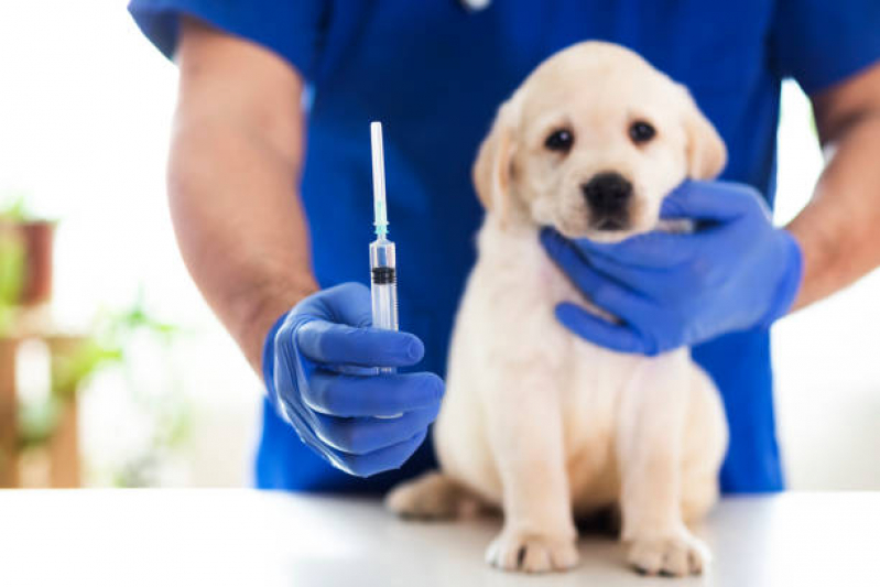 Aplicação de Vacina contra Raiva Gato Realengo - Vacina contra Raiva para Cachorro