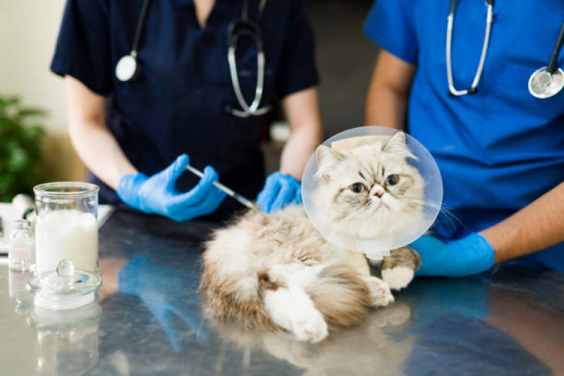 Aplicação de Vacina de Raiva Gato Jardim Sulacap - Vacina de Raiva para Gatos