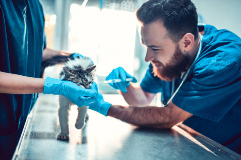 Aplicação de Vacina de Raiva para Gatos Joá, Magalhães Bastos - Vacina contra Raiva para Cachorro