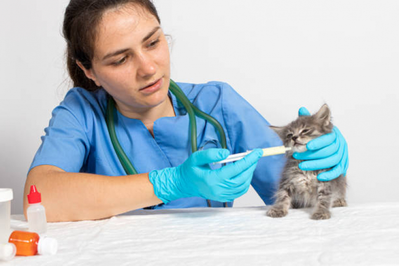 Aplicação de Vacina para Gato V4 Vila Valqueire - Vacina contra Raiva para Cachorro