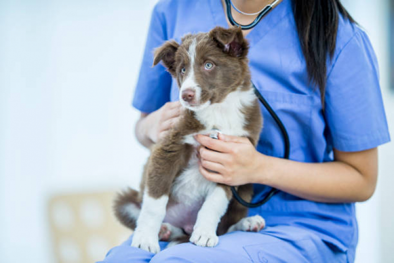 Cardiologista Canino Agendar Itanhangá - Cardiologista para Animais