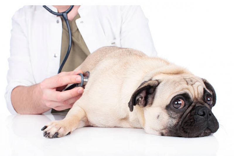 Cardiologista de Animais Agendar Bangu - Cardiologista para Cachorro de Médio Porte