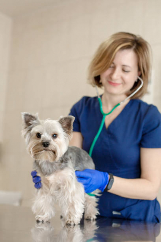 Cardiologista de Animais Campo Grande - Cardiologista para Cães e Gatos