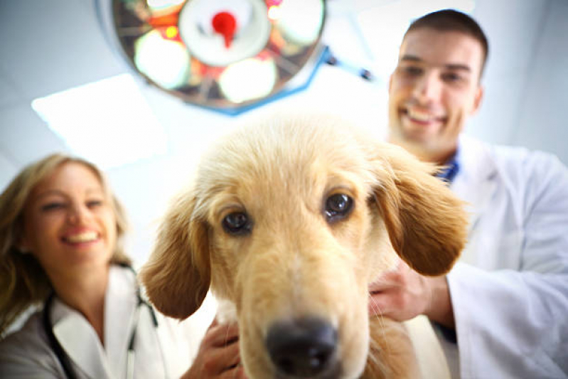 Cardiologista de Cachorro Bangu - Cardiologista para Cachorro de Médio Porte