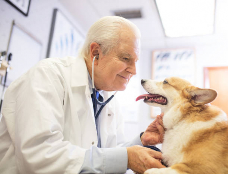 Cardiologista de Cães e Gatos Agendar Campo Grande - Cardiologista Canino