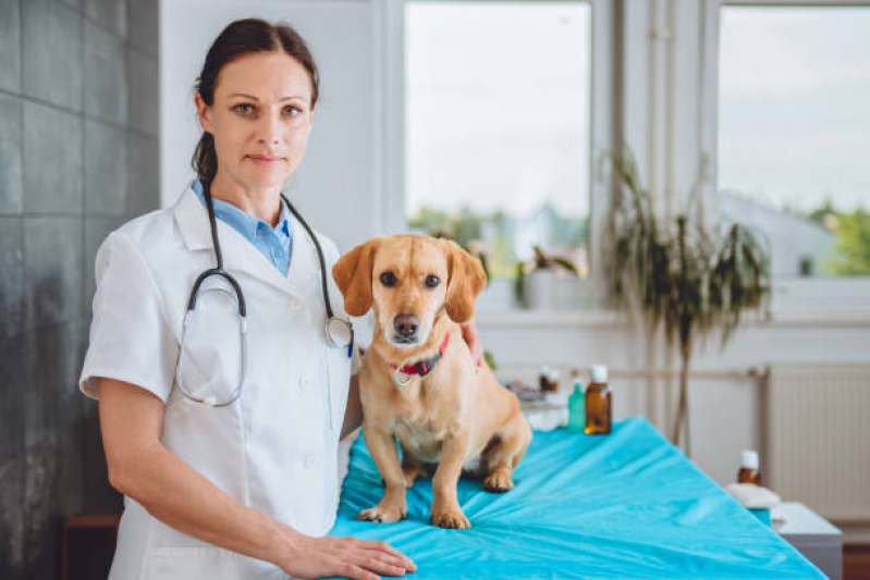 Cardiologista de Cães e Gatos Marcar Camorim - Cardiologista para Cachorro de Médio Porte