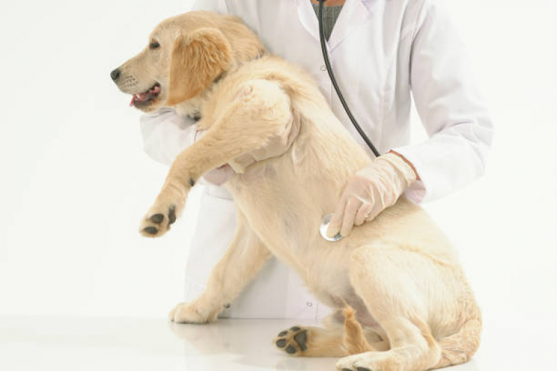 Cardiologista de Pet Agendar Deodoro - Cardiologista para Cachorro Zona Oeste