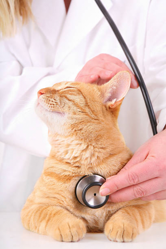 Cardiologista para Animais Agendar Afonsos - Cardiologista de Pet