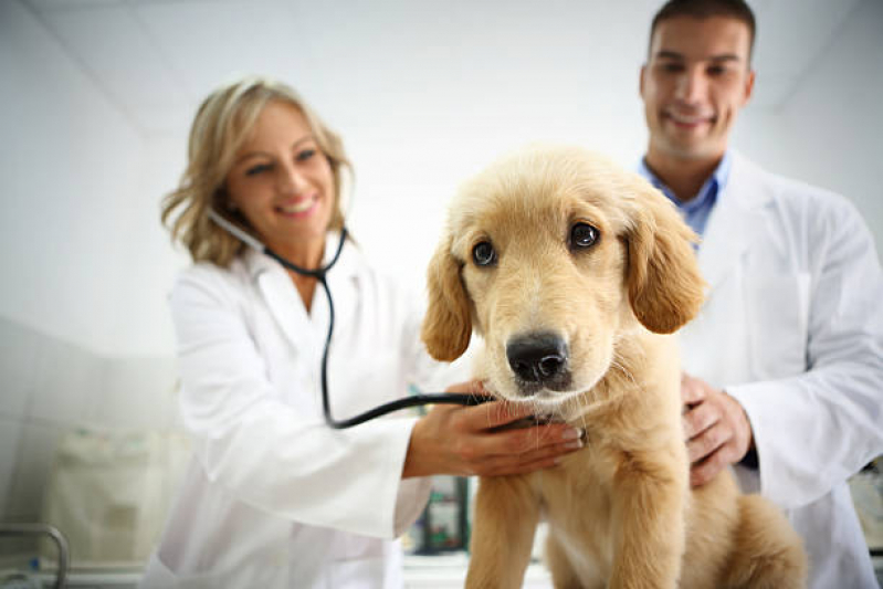 Cardiologista para Animais de Pequeno Porte Agendar Praça Seca - Cardiologista para Animais