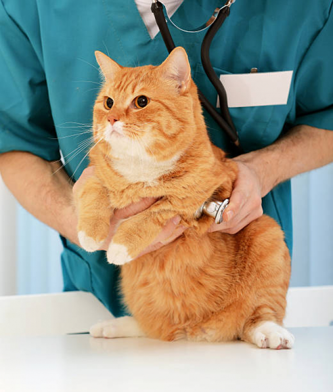 Cardiologista para Animais Deodoro - Cardiologista de Cães e Gatos