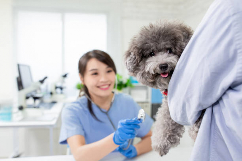 Cardiologista Veterinário Agendar Itanhangá - Cardiologista para Cachorro de Médio Porte