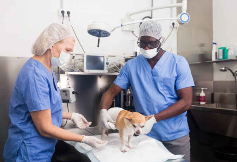 Cirurgia Animal Grumari - Cirurgia de Emergência para Cachorros