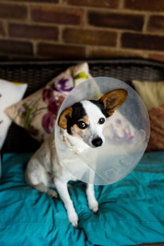 Cirurgia de Emergência para Cachorros Jardim Sulacap - Cirurgia para Cães e Gatos