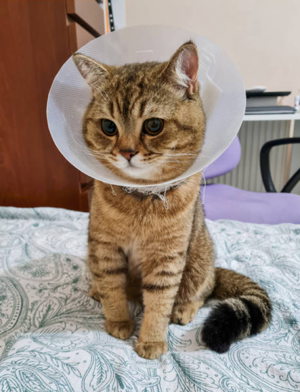 Cirurgia Emergencial para Animais Bangu - Cirurgia para Gatos