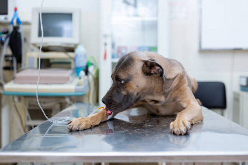 Clínica Especializada em Tratamento de Doenças de Cães com Células Troncos Praça Seca - Tratamento Veterinário com Células Tronco para Cães