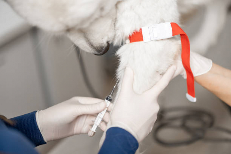 Clínica Especializada em Tratamento Sequelas da Cinomose com Células Tronco Gardênia Azul - Tratamento Veterinário com Células Tronco para Cachorros