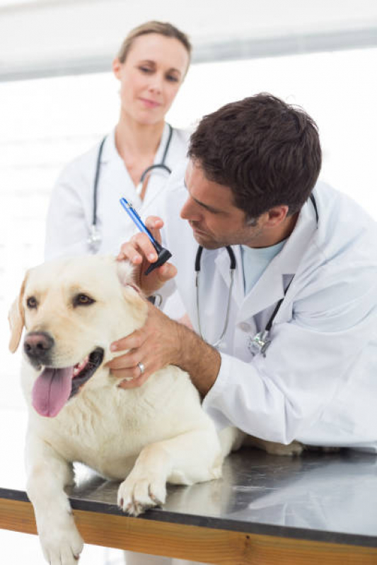Consulta de Dermatologista para Animais Gardênia Azul - Consulta Ortopédica para Animais