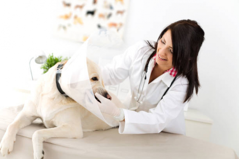 Consulta de Nutricionista para Animais Clínica Bangu - Consulta de Endocrinologista para Animais