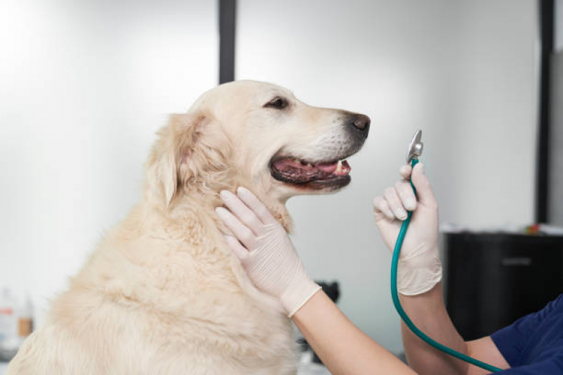Consulta de Oncologia para Animais Jacarepaguá - Consulta de Dermatologista para Animais