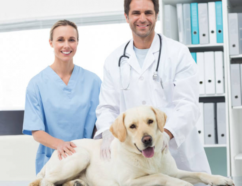 Consulta Geriatria para Animais Clínica Grumari - Consulta de Dermatologista para Animais