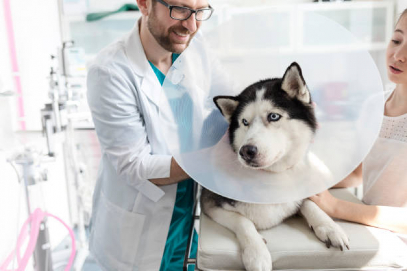Consulta Ortopédica para Animais Bangu - Consulta de Oncologia para Animais