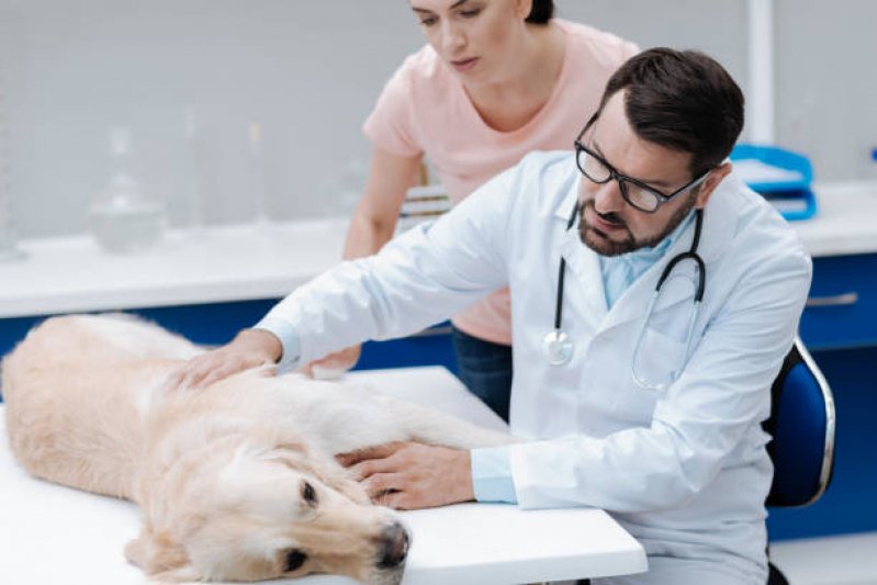 Consulta Veterinária Cachorro Clínica Camorim - Consulta Geriatria para Animais
