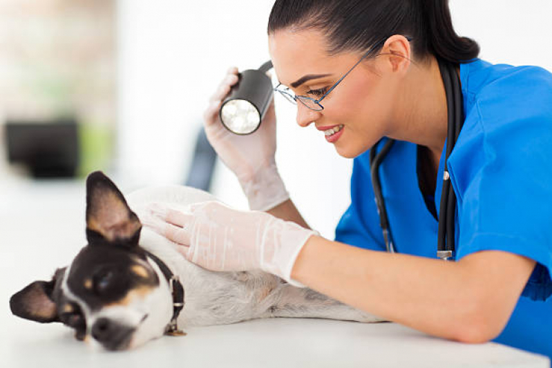 Consulta Veterinária para Animais Freguesia - Consulta de Endocrinologista para Animais