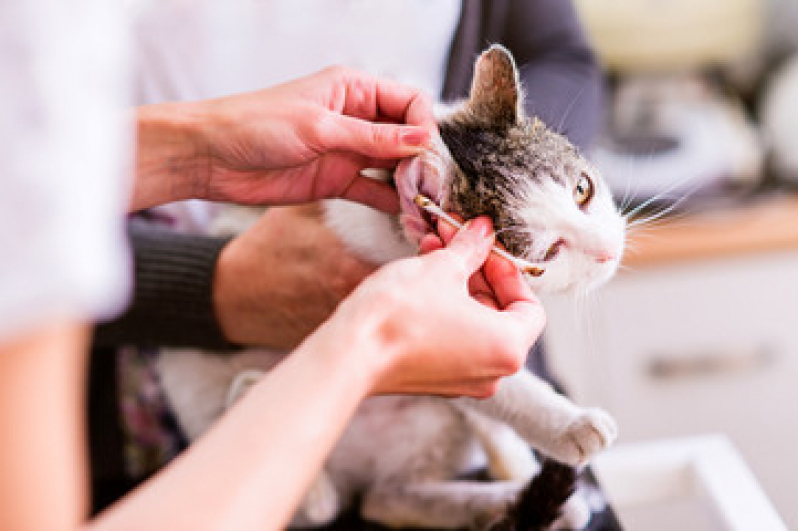 Contato de Veterinário Especialista em Gatos Realengo - Veterinário Popular Perto de Mim