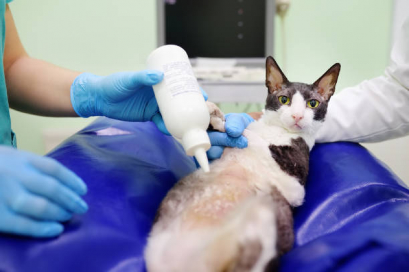 Exame de Laboratório para Animais Agendar Campo dos Afonsos - Exame de Sangue para Gato