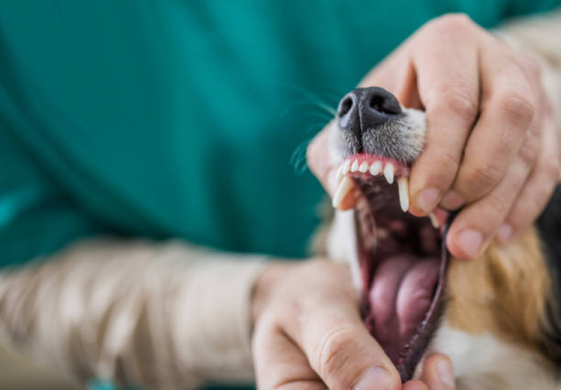 Exame de Sangue Veterinário Marcar Pedra de Guaratiba - Exame para Cachorro