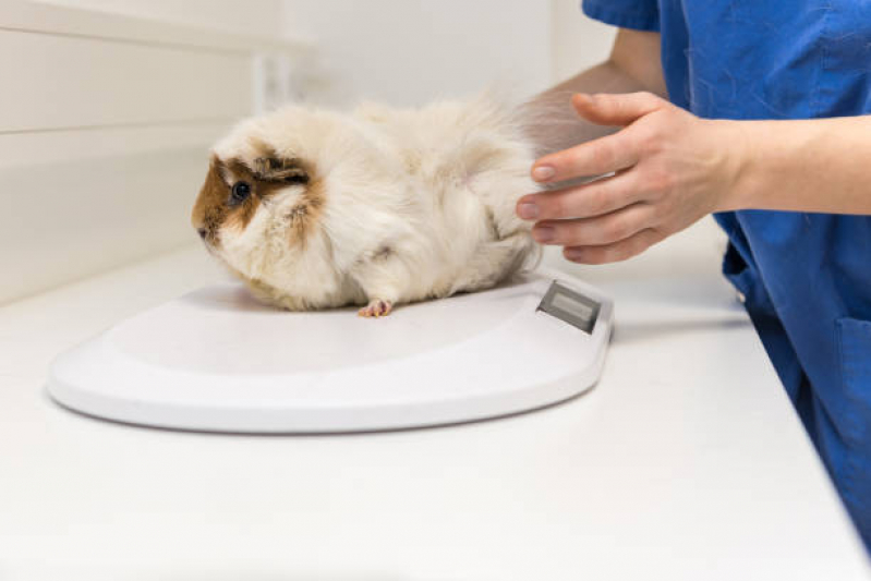 Exame de Ultrassonografia para Animais Campo Grande - Exame de Sangue para Gato