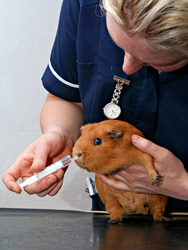 Exame de Ultrassonografia para Cães Marcar Jardim Sulacap - Exame de Sangue para Pet