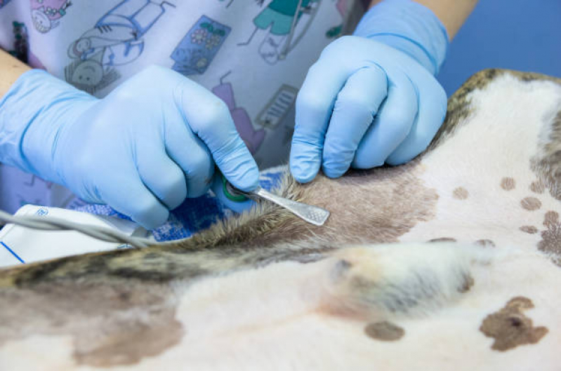 Exame Laboratoriais para Animais Marcar Deodoro - Exame de Sangue para Gato