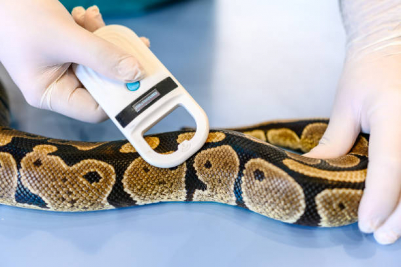 Exames Laboratoriais para Animais Itanhangá - Exame de Sangue para Pet