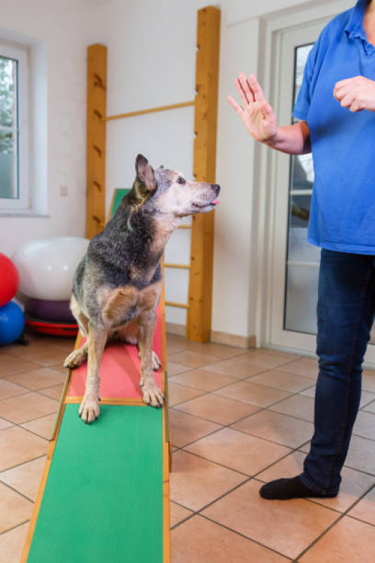 Fisioterapia de Cachorro Agendar Grumari - Fisioterapia Pet