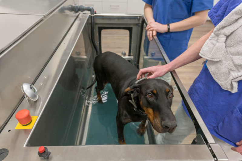 Fisioterapia de Cachorro Gardênia Azul - Fisioterapia em Animais