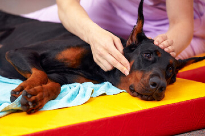 Fisioterapia em Animais Marcar Guaratiba - Fisioterapia para Cachorro