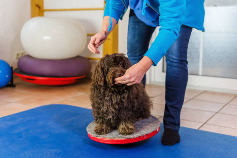 Fisioterapia em Animais Bangu - Fisioterapia para Cachorro de Médio Porte