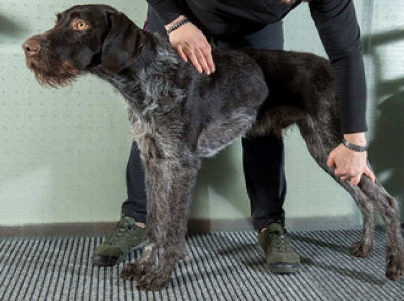 Fisioterapia para Animais de Pequeno Porte Realengo - Fisioterapia para Cachorro Zona Oeste