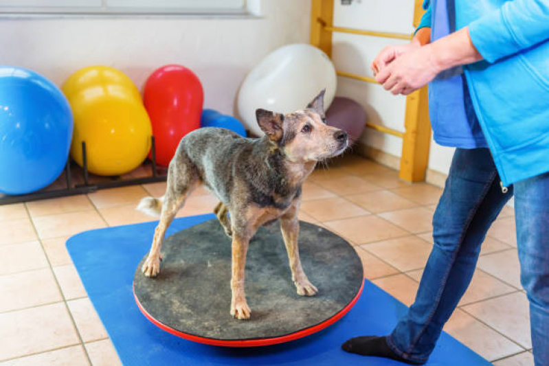 Fisioterapia para Cachorro de Médio Porte Agendar Gericinó - Fisioterapia para Cachorro