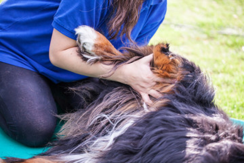 Fisioterapia para Cachorro de Médio Porte Marcar Cosmos, Curicica - Fisioterapia para Cachorro de Médio Porte